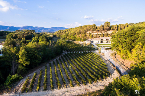 Free tour of the olive oil mill and olive oil tasting