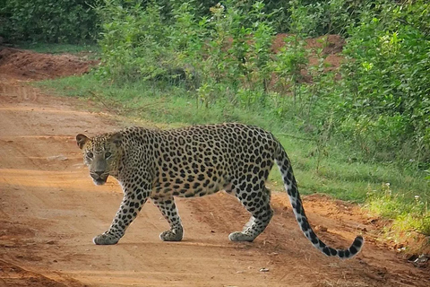 Sigiriya to Wilpattu Safari & Anuradhapura Cultural Day Tour