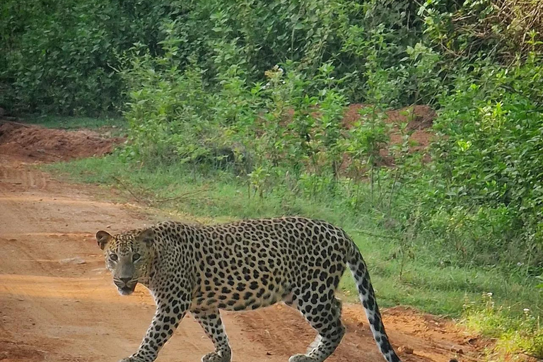 Sigiriya to Wilpattu Safari & Anuradhapura Cultural Day Tour