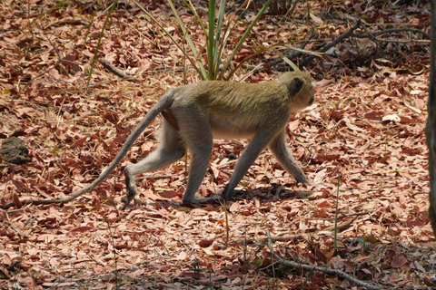 Livingstone: Game Drive and White Rhino Safari Short Walk