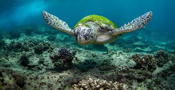 Muscat: Dimaniyat Islands Snorkeling Trip with Hotel Pickup