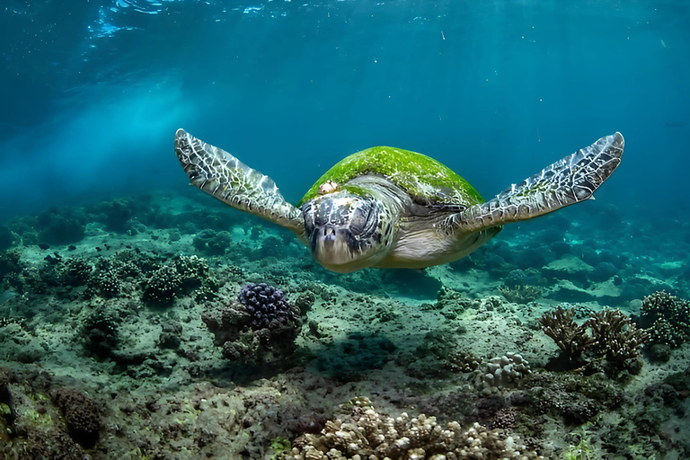 Muscat: Dimaniyat Islands Snorkeling Trip with Hotel Pickup Afternoon Dimaniyat Islands Snorkeling Trip ( Hotel Pickup )