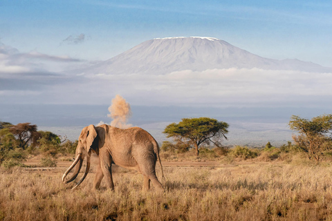 Kilimanjaro : Excursión de un día al Kilimanjaro con excursión al cráter de Maundi