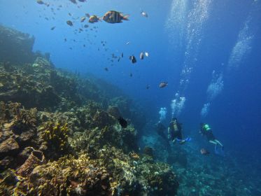 Reserve Cousteau: Dykking og snorkling