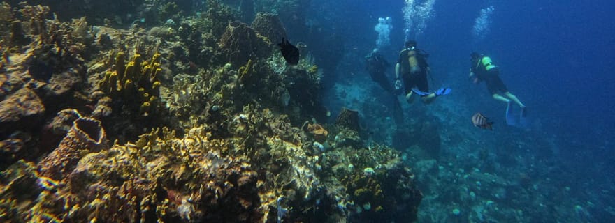 Réserve Cousteau : Plongée sous-marine et plongée en apnée