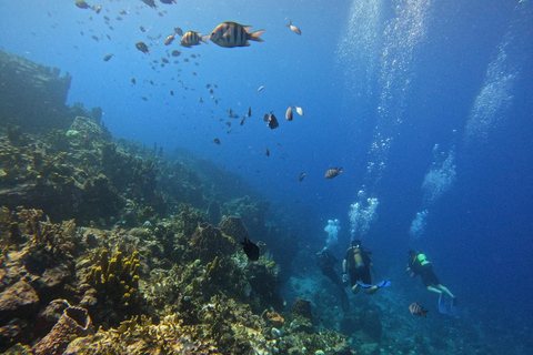 Zarezerwuj Cousteau: Nurkowanie i snorkeling