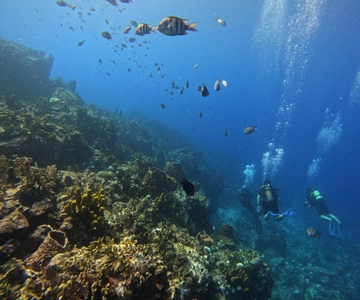 Reserve Cousteau: Scuba diving and snorkeling