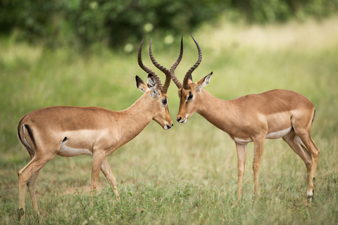 Nairobi: National Park Safari & Fairview Coffee Estate Tour