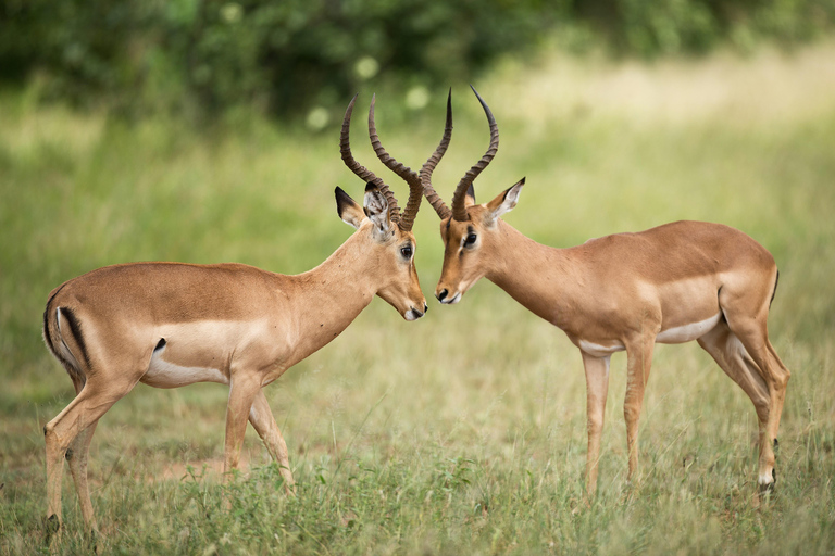 Nairobi: National Park Safari & Fairview Coffee Estate Tour