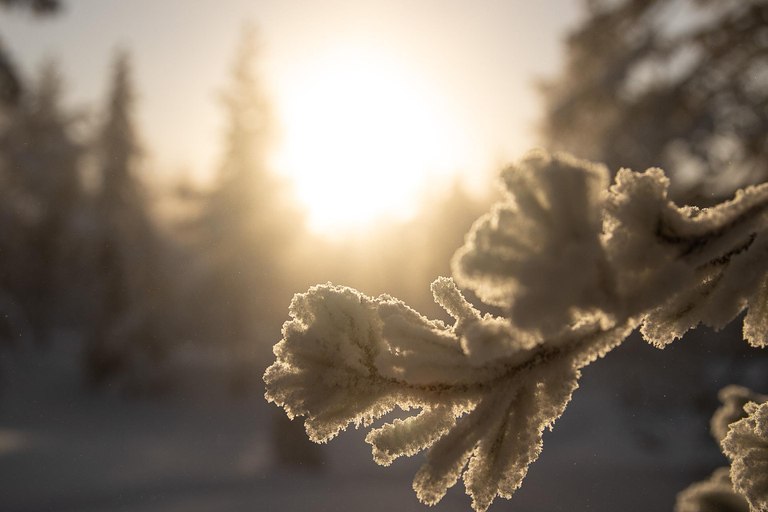 Rovaniemi: Snowshoeing in the Arctic Wilderness