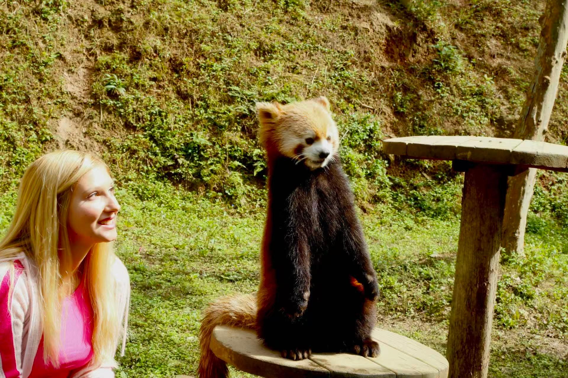 Dujingyan Riesenpanda-Tour-Option Roter Panda interaktiv