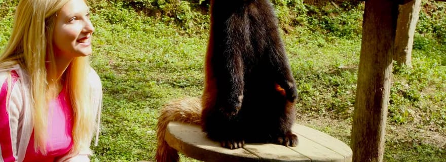Option de visite du centre des pandas géants de Dujingyan, interaction avec les pandas roux