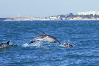 Lisbon: Dolphin Watching Boat Tour