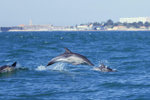 Lisbon: Dolphin Watching Boat Tour