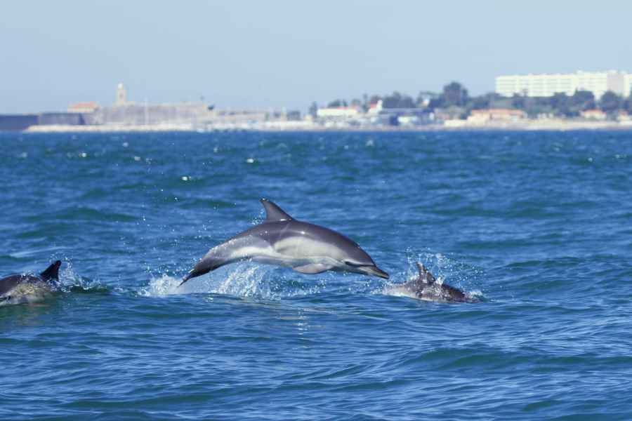 Lissabon: Bootstour zur Delfinbeobachtung