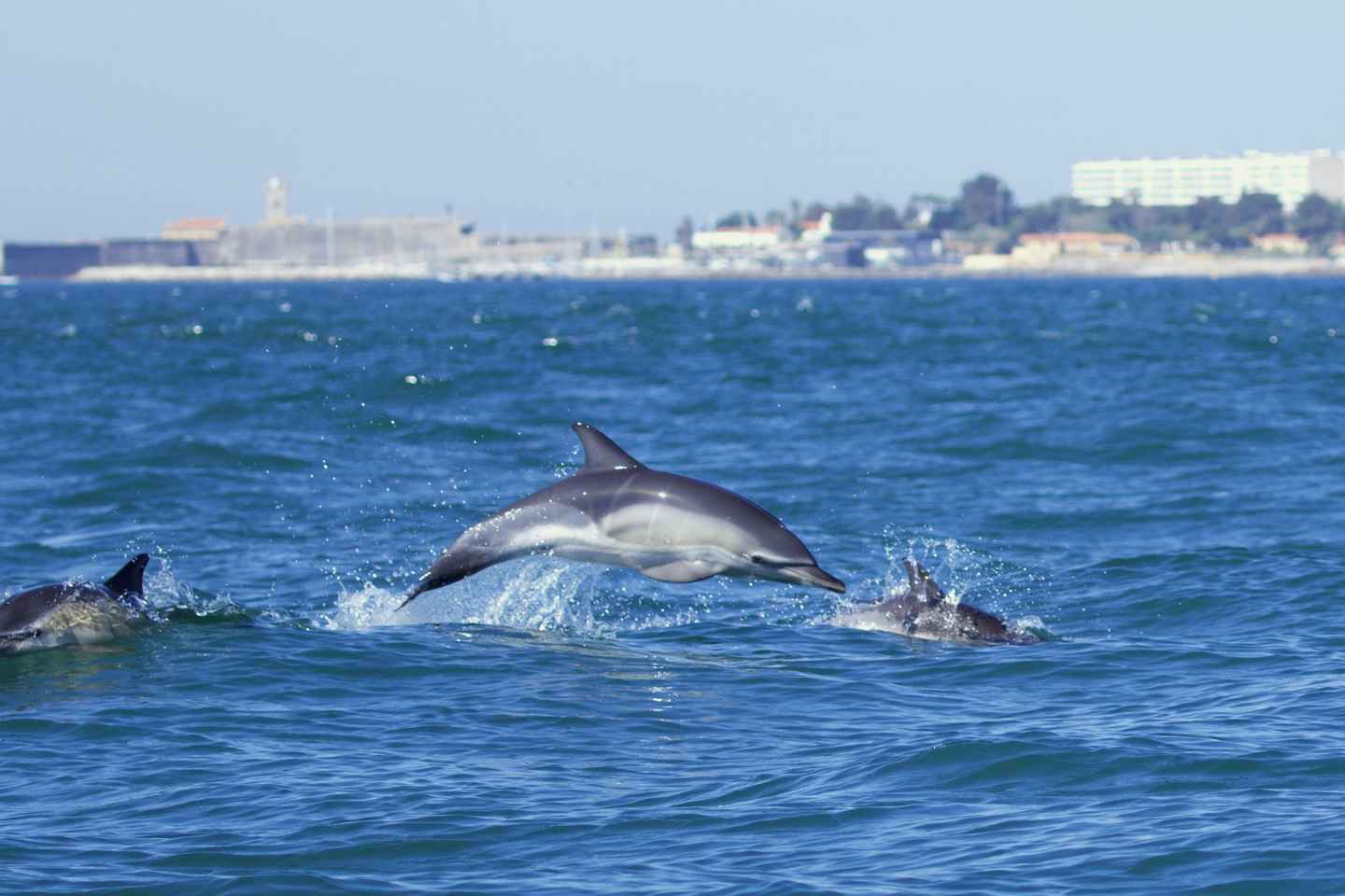 Lisbonne : Croisière Dauphins avec Café d'Accueil