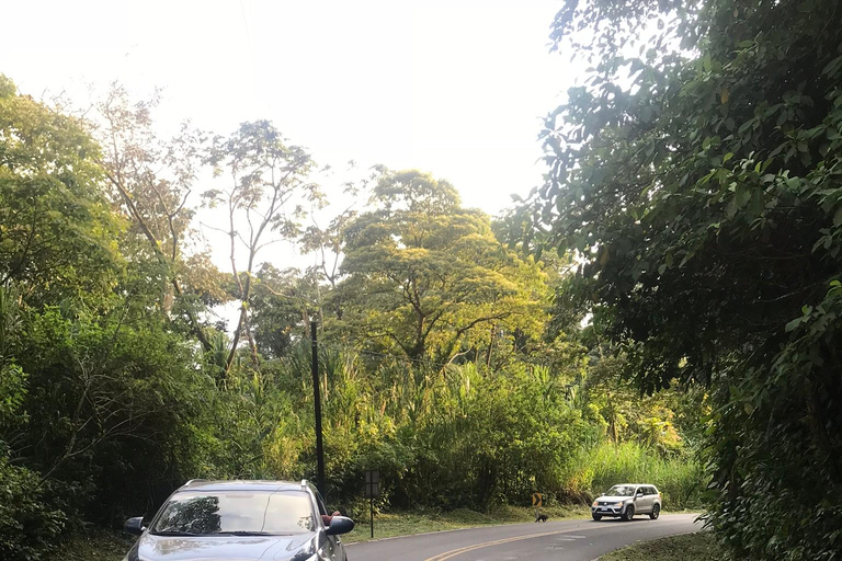 San José: La Fortuna Transfer with Coffee Tour at Doka Farm