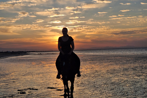 Reiten in Muscat | Reiten am StrandMuscat: Al Sawadi Beach Reiten Erfahrung