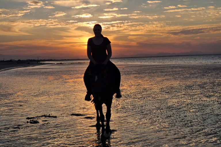 Reiten in Muscat | Reiten am StrandMuscat: Al Sawadi Beach Reiten Erfahrung