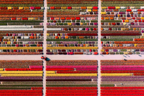 From Amsterdam: Tulip Experience and Tulip Fields Tour 4-hour tour Tulip Experience