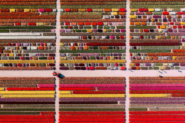 From Amsterdam: Tulip Experience and Tulip Fields Tour 4-hour tour Tulip Experience