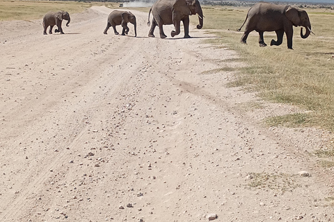 Nairobi: Amboseli National Park and Maasai Village Day Trip