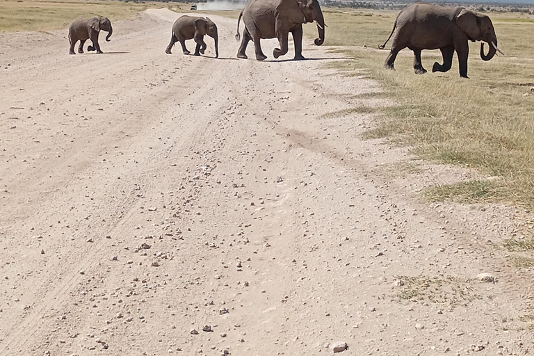 Nairobi: Amboseli National Park and Maasai Village Day Trip