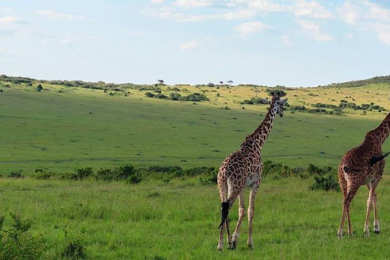 3-Day 2-Nights Maasai Mara Big 5 Safari All Inclusive