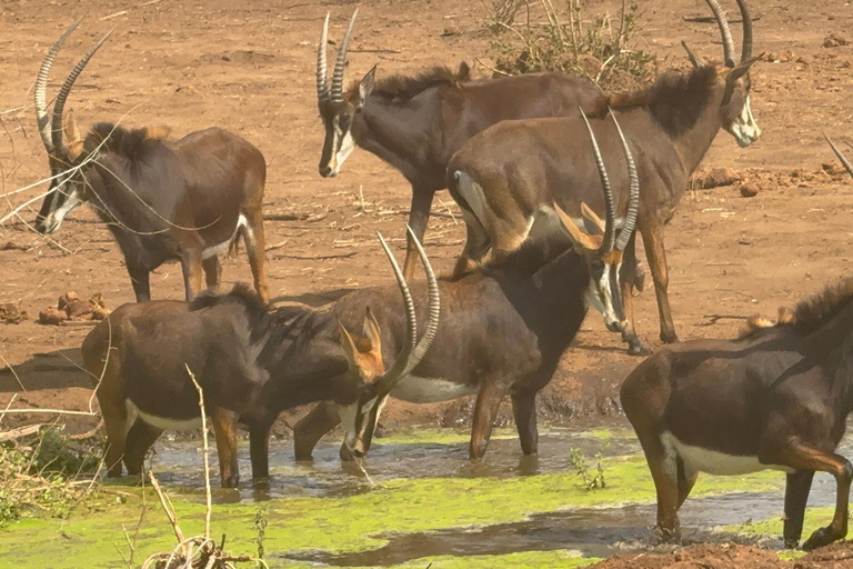 Chobe Overnight Trip (nocna przejażdżka, spacer po wiosce, kemping)