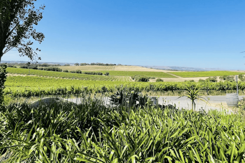 Adelaide: Premium private wine tour in McLaren Vale