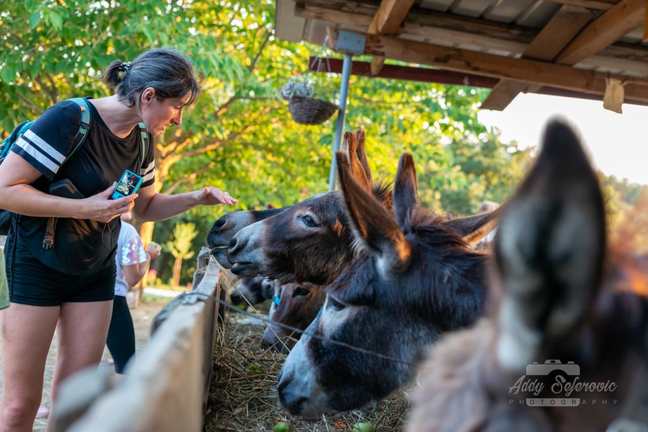 Von Podgorica aus: Besuch einer Eselsfarm
