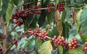 Visit a Coffee local Plantation