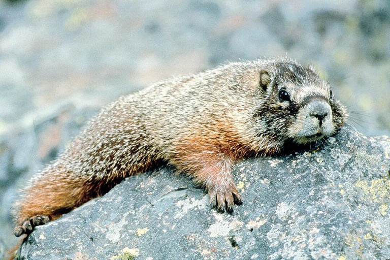 VENETIË: ONTDEK WILDE DIEREN IN DE DOLOMIETEN