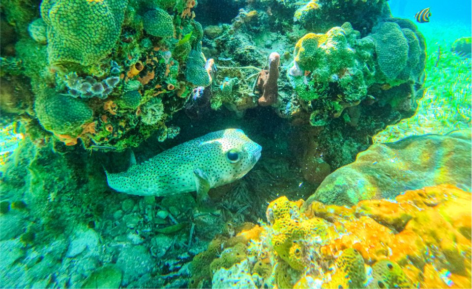 Nassau Reef Glass Bottom & Snorkel Adventure GetYourGuide