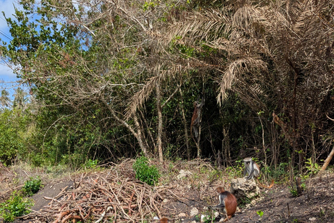 桑给巴尔石头城徒步导览和乔扎尼森林