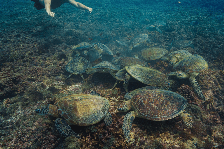 Daymaniat: Muscat Islands Boat Tour with Snorkeling & Brunch Daymaniat Islands Boat Tour with Snorkeling and Brunch