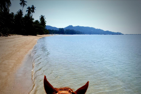 St. Maarten: Horseback Ride & Swim in the Caribbean