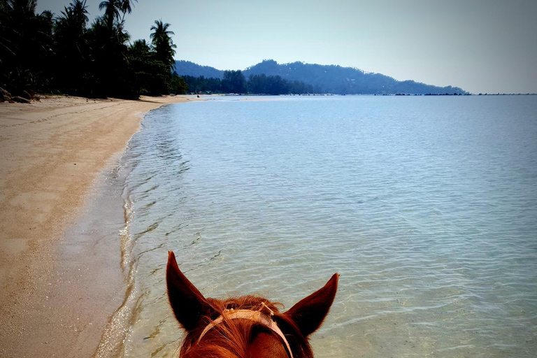 St. Maarten: Horseback Ride & Swim in the Caribbean