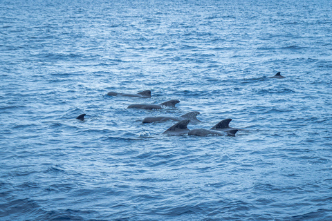 Madère : Excursion en bateau en bois pour les baleines et les dauphins