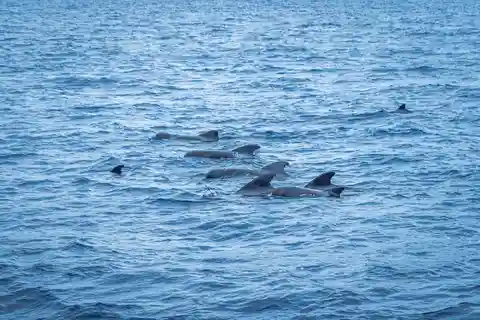 Madeira: Udflugt med træbåd til hvaler og delfiner