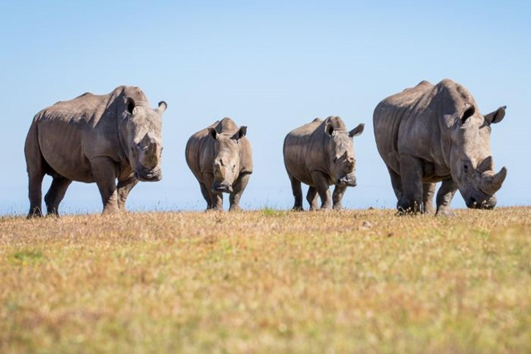 CAPE TOWN: PRYWATNE SAFARI W REZERWACIE GIER AQUILAZ Kapsztadu: Wycieczka w obie strony do Aquili z przejażdżką do gier