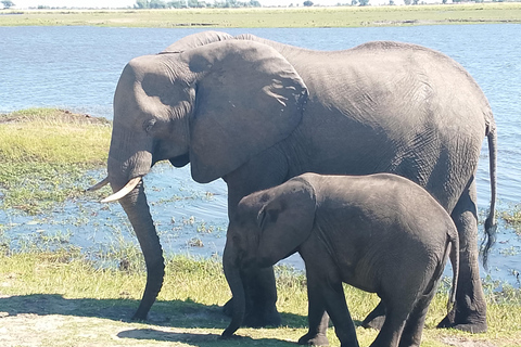 Livingstone: Living with Elephants Cultural Experience