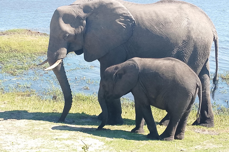 Livingstone: Living with Elephants Cultural Experience