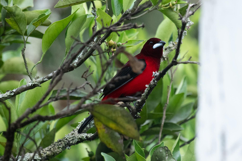 Santa Marta: Sierra Nevada Birdwatching Tour with Snack