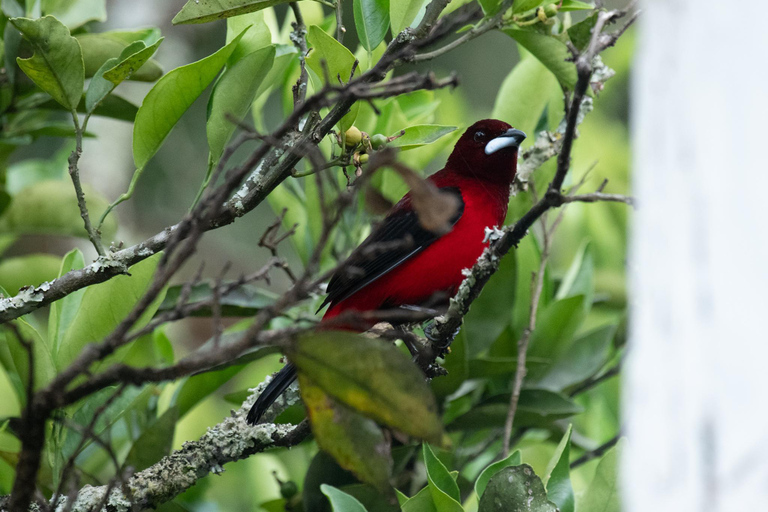 Santa Marta: Sierra Nevada Birdwatching Tour with Snack