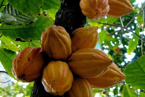 Zanzibar: tour della Jambo Spice Farm con frutta e pranzoTrasferimento dall'hotel ovunque – Fattoria delle spezie di Zanzibar e frutta gratis