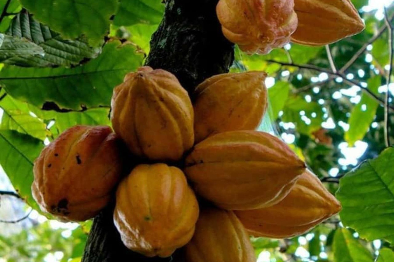 Zanzibar: tour della Jambo Spice Farm con frutta e pranzoTrasferimento dall'hotel ovunque – Fattoria delle spezie di Zanzibar e frutta gratis