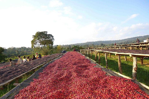 Ethiopia Coffee Tour: 3 Days / 2 Nights in Yirgalem