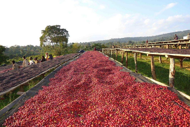 Ethiopia Coffee Tour: 3 Days / 2 Nights in Yirgalem