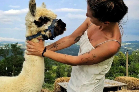 Langhe: Alpaca Walk, Farm Visit, and Traditional Picnic